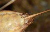 Sorapagus catalaunicus: Female (Spanish Pyrenees, Cerler, 1700m, mid-September 2021) [N]