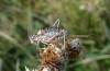 Sorapagus catalaunicus: Weibchen (spanische Pyrenäen, Cerler, 1700m, Mitte September 2021) [N]