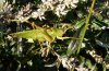 Tettigonia caudata: Männchen (Engadin, September 2008), typisch sind die schwarzen Dornen der Hinterschenkel und die rein grüne Thorakalfärbung (braun nur an den Flügeln) [N]