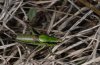 Eupholidoptera chabrieri: M�nnchen
