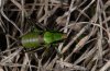 Eupholidoptera chabrieri: M�nnchen