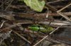 Eupholidoptera chabrieri: Weibchen