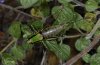 Eupholidoptera chabrieri: Weibchen