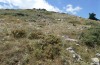 Parnassiana chelmos: Habitat mit Astragalus (N-Peloponnes, Chelmos, 1700m, Anfang August 2019) [N]