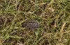 Corsteropleurus chopardi: Female (France, Corsica, Albertacce, Col de Vergio, late September 2024) [N]