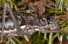 Corsteropleurus chopardi: Female (France, Corsica, Albertacce, Col de Vergio, late September 2024) [M]