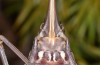 Corsteropleurus chopardi: Female (France, Corsica, Albertacce, Col de Vergio, late September 2024) [M]