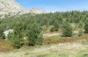 Corsteropleurus chopardi: Habitat (France, Corsica, Albertacce, Col de Vergio, late September 2024) [N]