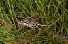 Corsteropleurus chopardi: Female (France, Corsica, Albertacce, Col de Vergio, late September 2024) [M]