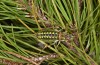 Corsteropleurus chopardi: Female (France, Corsica, Albertacce, Col de Vergio, late September 2024) [M]