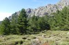 Corsteropleurus chopardi: Habitat (France, Corsica, Albertacce, Col de Vergio, late September 2024) [N]