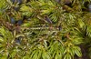 Corsteropleurus chopardi: Female (France, Corsica, Albertacce, Col de Vergio, late September 2024) [M]