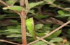 Conocephalus conocephalus: Weibchen (W-Sardinien, Küste bei Arborea, Ende September 2018) [N]