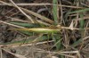 Conocephalus conocephalus: Female (W-Sardinia, coast near Arborea, late September 2018) [N]