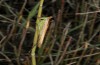 Conocephalus conocephalus: Weibchen (W-Sardinien, Küste bei Arborea, Ende September 2018) [N]