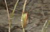 Conocephalus conocephalus: Weibchen (W-Sardinien, Küste bei Arborea, Ende September 2018) [N]