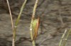 Conocephalus conocephalus: Female (W-Sardinia, coast near Arborea, late September 2018) [N]