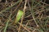 Conocephalus conocephalus: Female (Sardinia, Fluminimaggiore, early October 2018) [N]