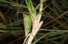 Conocephalus conocephalus: Weibchen (W-Sardinien, Oristano, Ende September 2018) [N]