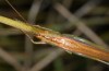 Conocephalus conocephalus: Weibchen (W-Sardinien, Küste bei Arborea, Ende September 2018) [N]