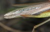 Conocephalus conocephalus: Weibchen (W-Sardinien, Küste bei Arborea, Ende September 2018) [M]