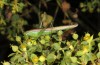 Conocephalus conocephalus: Male (Sardinia, Fluminimaggiore, early October 2018) [N]