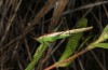 Conocephalus conocephalus: Männchen (Sardinien, Fluminimaggiore, Anfang Oktober 2018) [N]