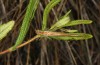 Conocephalus conocephalus: Male (Sardinia, Fluminimaggiore, early October 2018) [N]