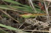 Conocephalus conocephalus: Male (W-Sardinia, Oristano, late September 2018) [N]