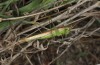 Conocephalus conocephalus: Männchen (W-Sardinien, Oristano, Ende September 2018) [N]