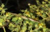 Conocephalus conocephalus: Male (Sardinia, Fluminimaggiore, early October 2018) [N]
