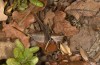 Thyreonotus corsicus: Weibchen (Spanische Pyrenäen, Boltona, September 2021) [N]