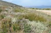 Poecilimon cretensis: Habitat an der Nordküste östlich von Rethymnon [N]