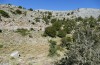 Acrometopa cretensis: Habitat in 1000m (Kreta, westlich Asfendos, Mitte Oktober 2025) [N]