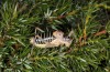 Ephippiger cunii: Male (Canigou, eastern Pyrenees, 1400m asl, mid-October 2013) [N]