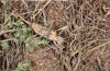 Ephippigerida diluta: Female (Spain, Avila, El Barraco, mid-October 2021) [N]