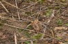 Ephippigerida diluta: Female (Spain, Avila, El Barraco, mid-October 2021) [N]