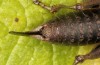 Parnassiana dirphys: Weibchen (e.l. Griechenland, Euböa, Dirfys, Larve Mitte Mai 2022) [S]