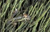 Ephippiger diurnus: Female (S-France, S-Cevennes, September 2014) [N]