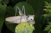 Drymadusa dorsalis: Female (e.l. rearing Samos Island, larva in late April 2015 near Klima) [S]