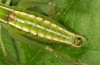 Poecilimon elegans: Männchen (Istrien, Ucka, Mitte Juli 2016) [N]