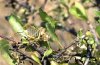 Ephippiger diurnus: M�nnchen
