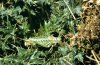 Ephippiger diurnus: Weibchen