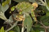 Poecilimon erimanthos: Male and female (Greece, Peloponnese, ca. 25 km SE Patras) [N]