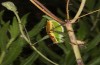 Poecilimon erimanthos: Weibchen (Peloponnes, ca. 25 km SE Patras, Anfang Juni 2021) [N]