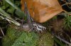 Pholidoptera fallax: Weibchen