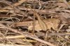 Platycleis falx: Female (S-Italy, Apulia, Bari, Alta Murgia, late June 2024) [S]