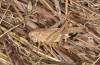 Platycleis falx: Female (S-Italy, Apulia, Bari, Alta Murgia, late June 2024) [S]