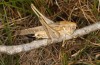 Platycleis falx: Female (S-Italy, Apulia, Bari, Alta Murgia, late June 2024) [S]