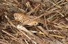 Platycleis falx: Female (S-Italy, Apulia, Bari, Alta Murgia, late June 2024) [S]